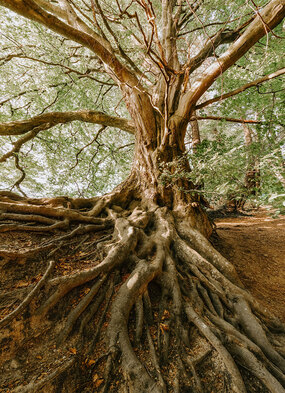 large tree with exposed roots