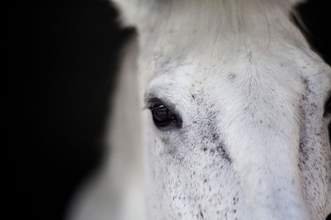 white horse up close