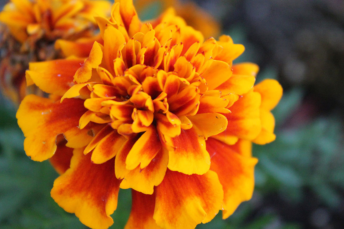 marigolds, the flower for día de los muertos