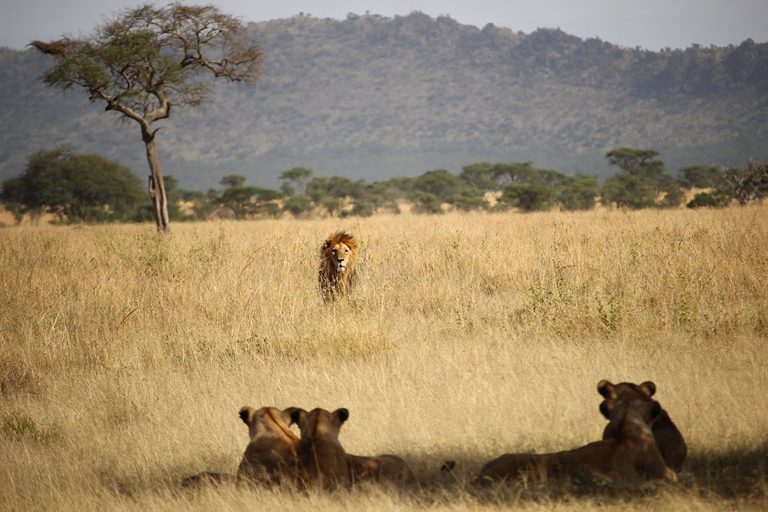 lions on an African safari