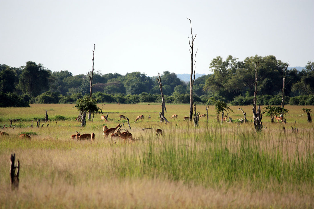 antelopes on the safari in Zambia