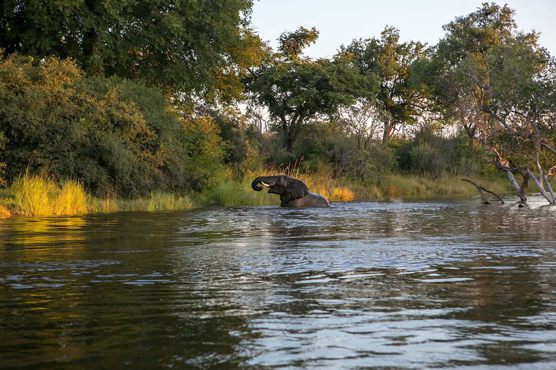 elephant in a river in Zambia