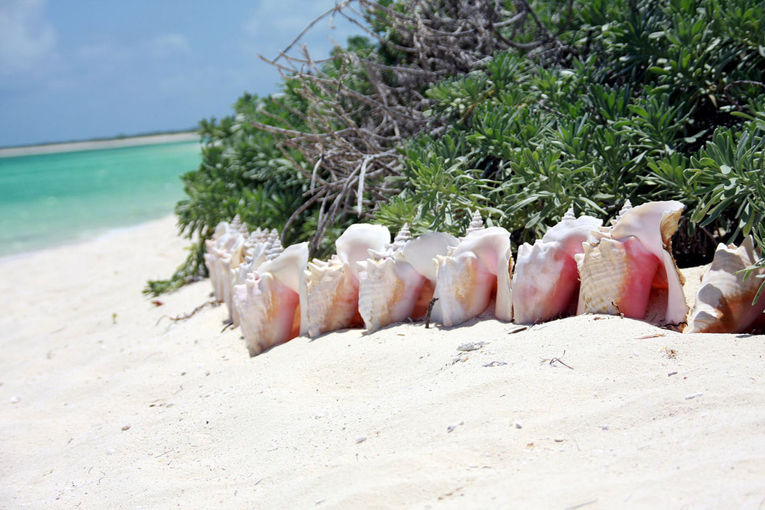 conch shells in The Bahamas 